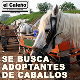 SE BUSCA ADOPTANTES DE CABALLOS